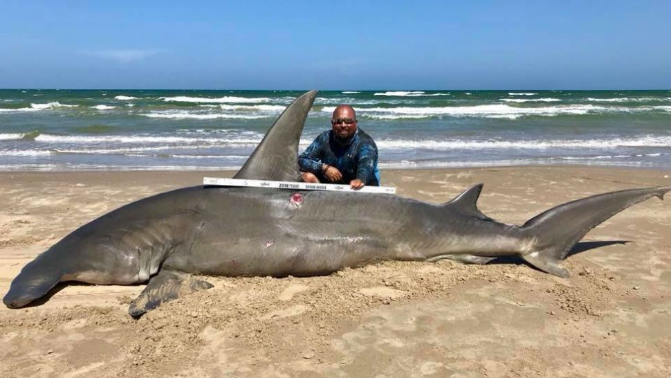 Fisherman catches 14-foot hammerhead shark off Texas coast. (Courtesy: South Texas Fishing Association Facebook)