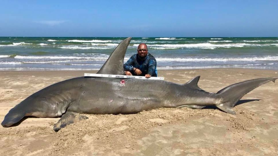 Sharks In South Padre Island 2024 - Edin Doralynne