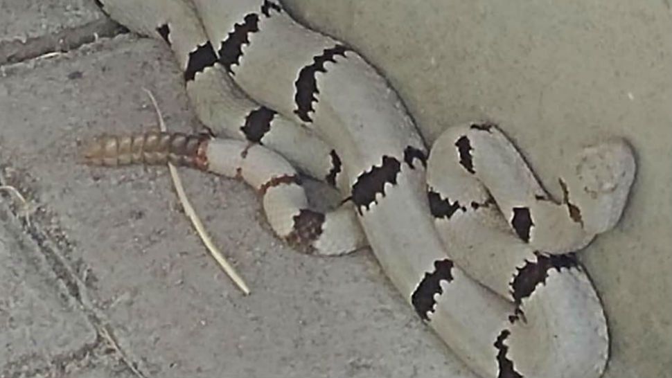 Photo of Rock Rattlesnake at Wyler Aerial Tramway goes viral. (Courtesy: Ranger Paul)