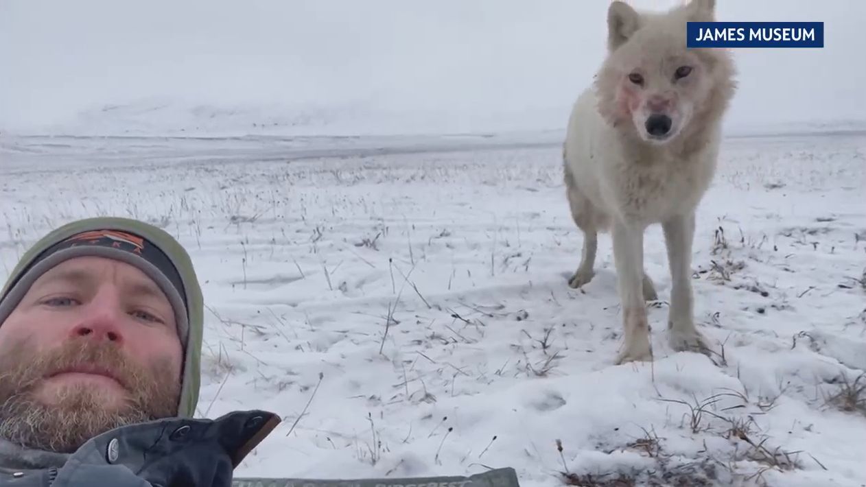Man went up close with wolves, his photos now on display in St. Pete