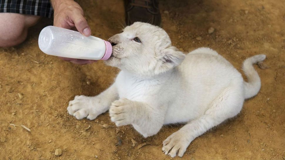 In this Wednesday July 11, 2018 photo, Jaymis Werner, park director, feeds milk to Luna, a seven-week-old white African lion cub, as she makes her public debut at Tiger Creek Animal Sanctuary in Tyler, Texas. Luna will go on display twice a day at 10 a.m. and 1 p.m. (Sarah A. Miller/Tyler Morning Telegraph via AP)