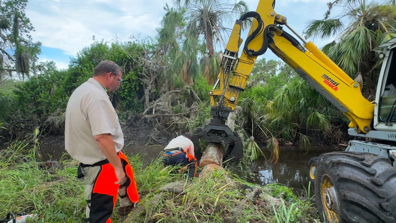 Michael Vickers, a member of the Manatee County stormwater maintenance team, helps remove trees from Chapman Drain in Palmetto, west of U.S. 41. (Spectrum News/Julia Hazel)