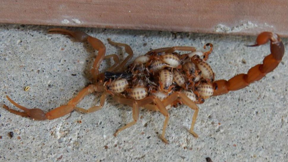 A scorpion mother was captured carrying her babies in Austin. (Courtesy: Texas Parks and Wildlife Facebook)
