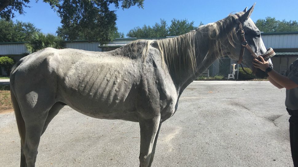 One of the two horses found in starving conditions. (Courtesy of Lake County Sheriff's Office)