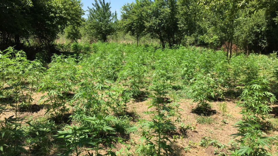 2,500 marijuana plants were found in Fayette County off Highway 71 on Thursday, July 19, 2018. (Courtesy: Fayette County Sheriff's Office)