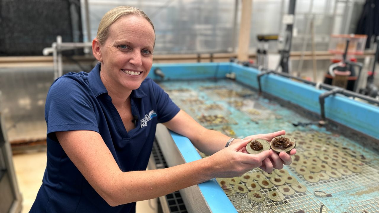 Keri O’Neil, director of The Florida Aquarium’s Coral Conservation Program, holds a hybrid coral baby. (Spectrum News/Cait McVey)