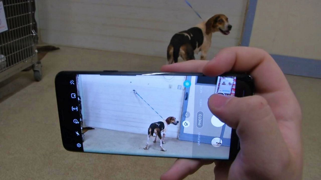Finding Rover is an online tool being used by some animal shelters to identify lost pets. The animal's picture is taken, uploaded to a site, analyzed, and searched in a database. (Dave DeJohn/Spectrum News)