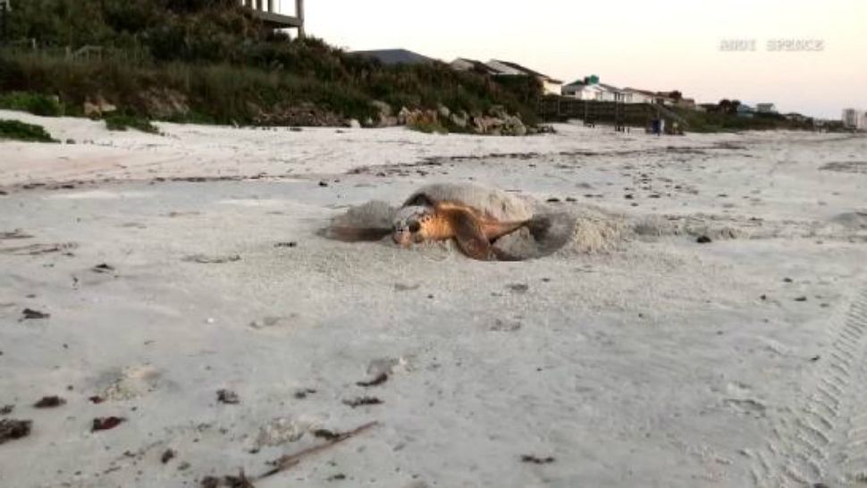 Volusia County On Track To Break Turtle Nesting Record
