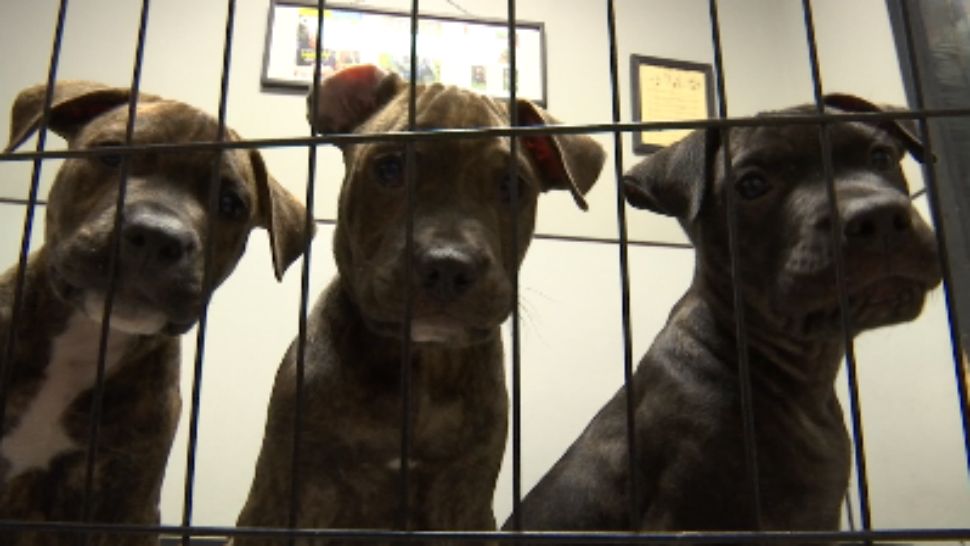 Sanford is the latest city to ban sales of animals bred at facilities often referred to as puppy mills. 