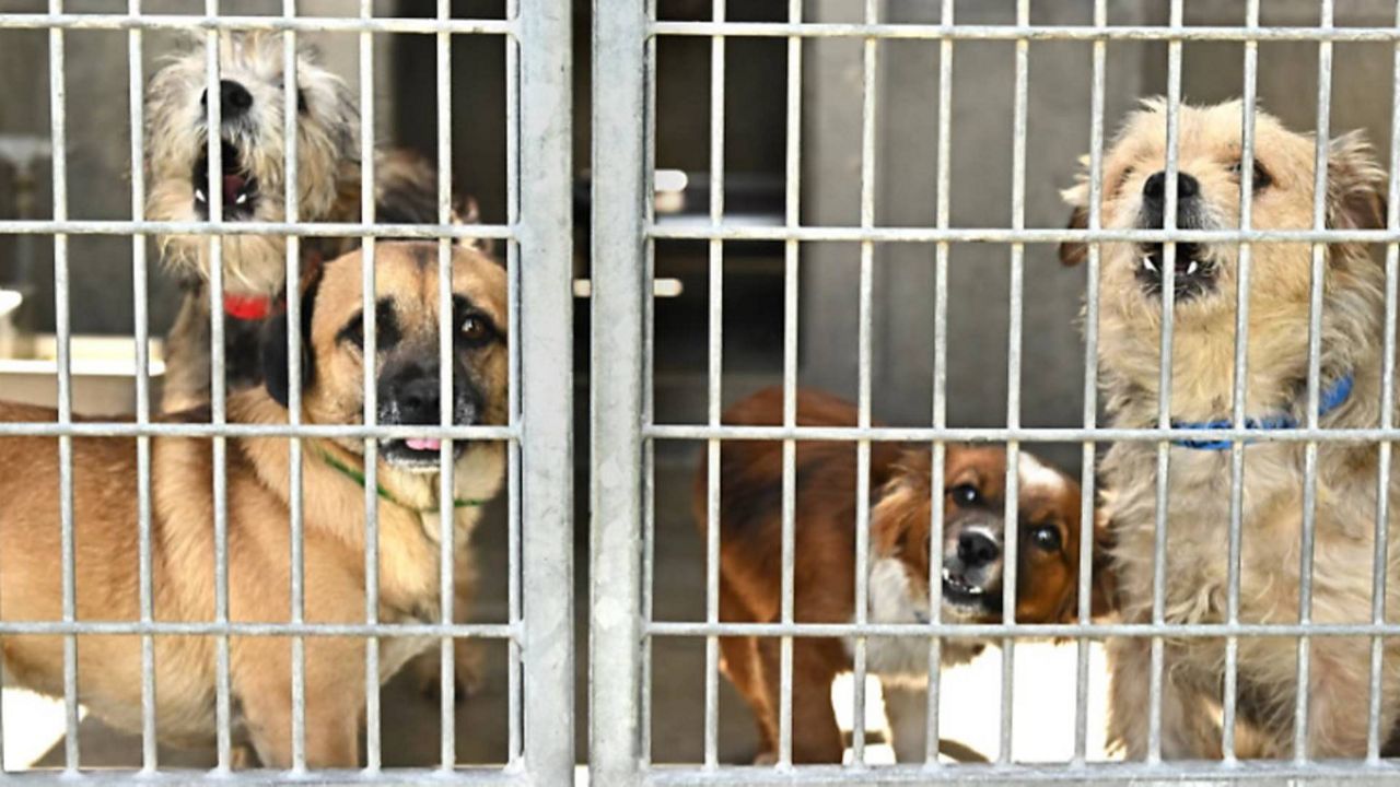 Overcrowding, poor conditions in LA's animal shelters