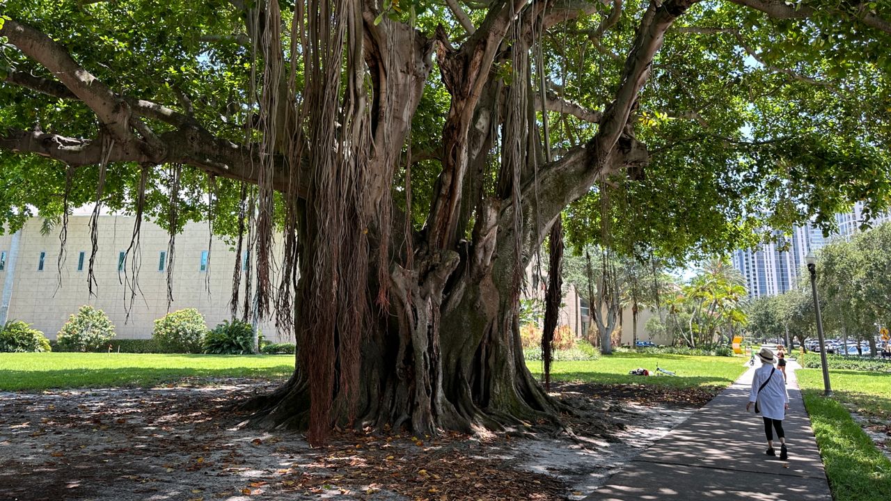 St. Pete Fire Rescue said a 17-year-old male, 16-year-old male and two 16-year-old girls were underneath a Banyan tree near Third Street and Beach Drive when the lightning struck near them. (Spectrum Bay News 9/Roger Johnson)