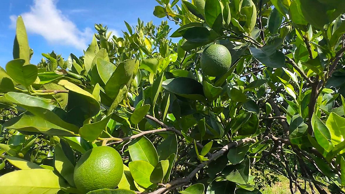 Florida citrus growers hope $127 million investment will revitalize industry