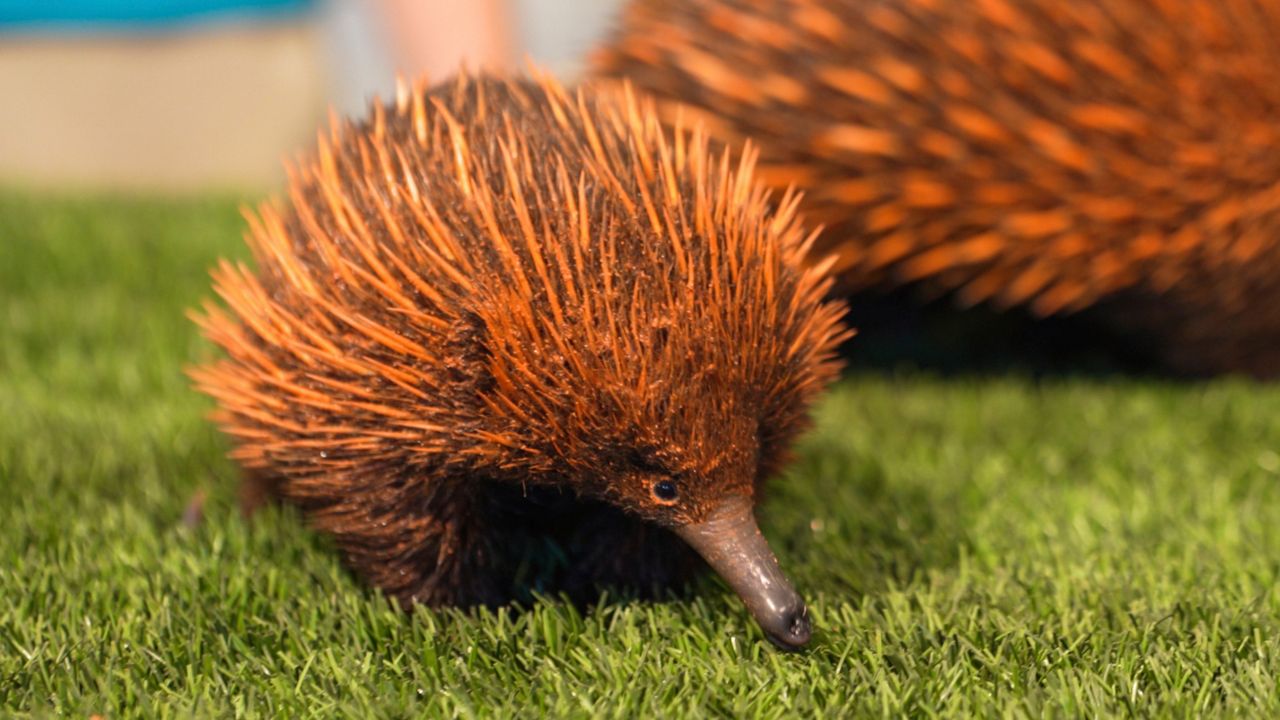 Sydney, a baby echidna, was born at Busch Gardens Tampa Bay. (Courtesy of Busch Gardens)