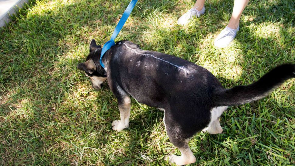 Molly has been adopted after she was found with severe thermal burns on June 11. (Courtesy: Animal Defense League of San Antonio)