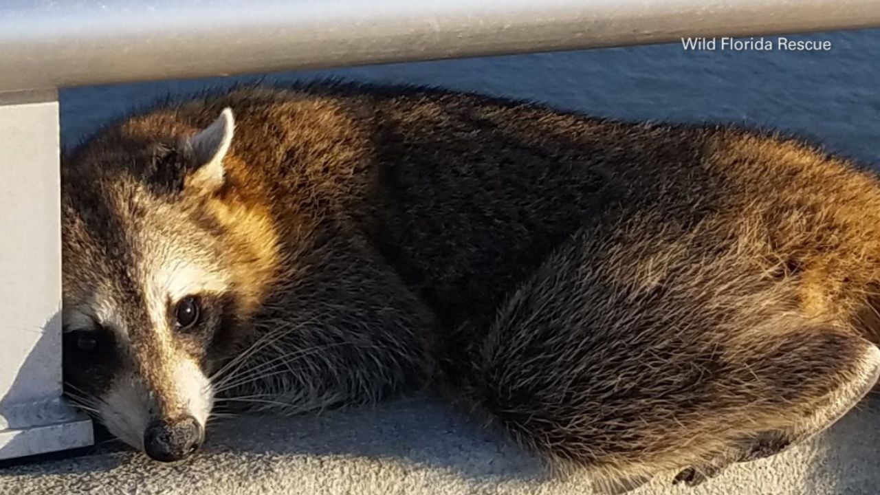 Rescue Group Saves Raccoon Stuck on Central Florida Causeway