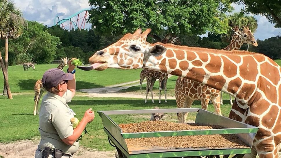 Meet Busch Gardens Tampa Bay S Animal Caretakers