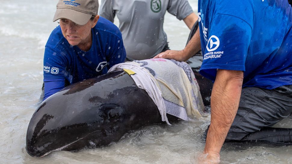 Clearwater Marine Aquarium personnel work to rescue a beached melon-headed whale found in Indian Shores, Friday, July 20, 2018. (Photo courtesy Clearwater Marine Aquarium)