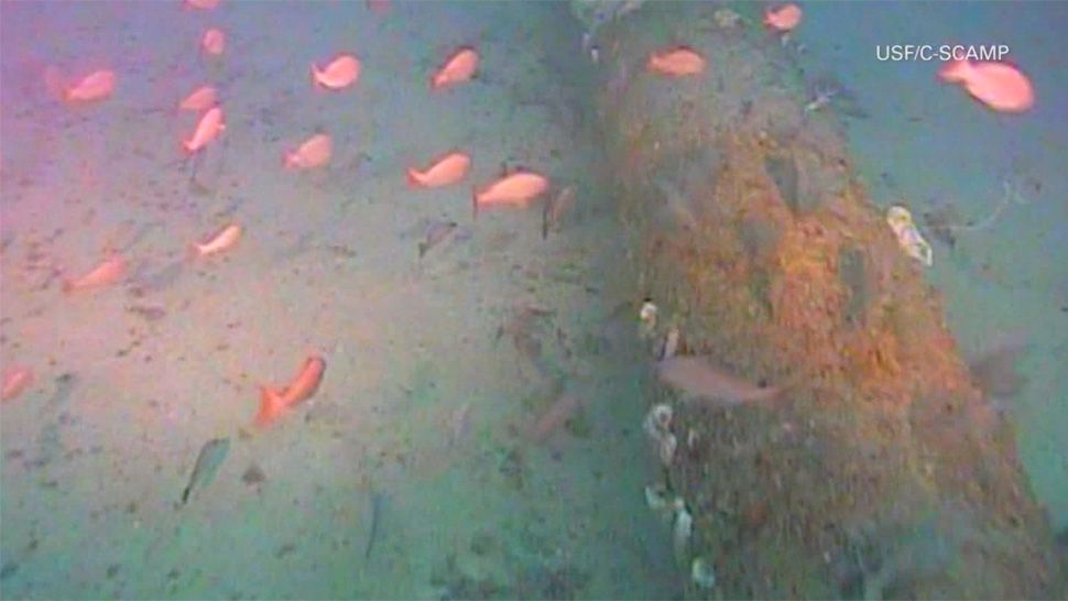 HD footage captured by an instrument towed about six feet off the sea floor in the Gulf of Mexico. (Image courtesy C-SCAMP project)