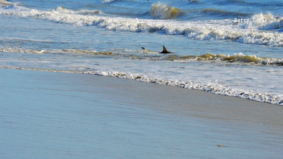 A shark is seen in about 2 feet of water off the 5300 block of South Atlantic Avenue at New Smyrna Beach on Saturday morning. There have been 3 shark bites reported at the beach over the past 2 weekends. (Courtesy of Barry Davis/viewer)