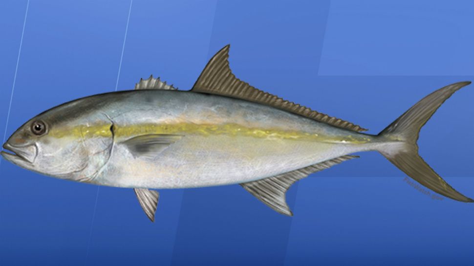 The recreation season for Amberjack begins Thursday and Spiny Lobster season begins August 6th. (Courtesy of NOAA Fisheries) 