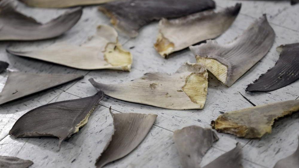 Confiscated shark fins are shown during a news conference, Thursday, Feb. 6, 2020, in Doral, Fla. A spate of recent criminal indictments highlights how U.S. companies, taking advantage of a patchwork of federal and state laws, are supplying a market for fins that activists say is as reprehensible as the now-illegal trade in elephant ivory once was. (AP Photo/Wilfredo Lee, File)