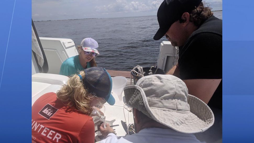 Mote Marine Laboratory's phytoplankton ecology team, along with the Florida Wildlife Research Institute and Harmful Algal Bloom researchers, conducted a red tide survey along the Florida Gulf coast on Wednesday. (Florida Red Tide and other Harmful Algal Blooms (HABs) Facebook page)