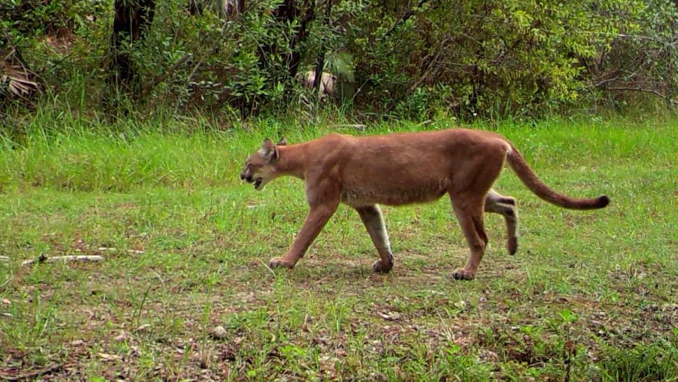 A Florida panther walks past a Florida Fish and Wildlife Conservation Commission trail camera set up in a South Florida watershed in August 2016. (Florida Fish and Wildlife Conservation Commission)