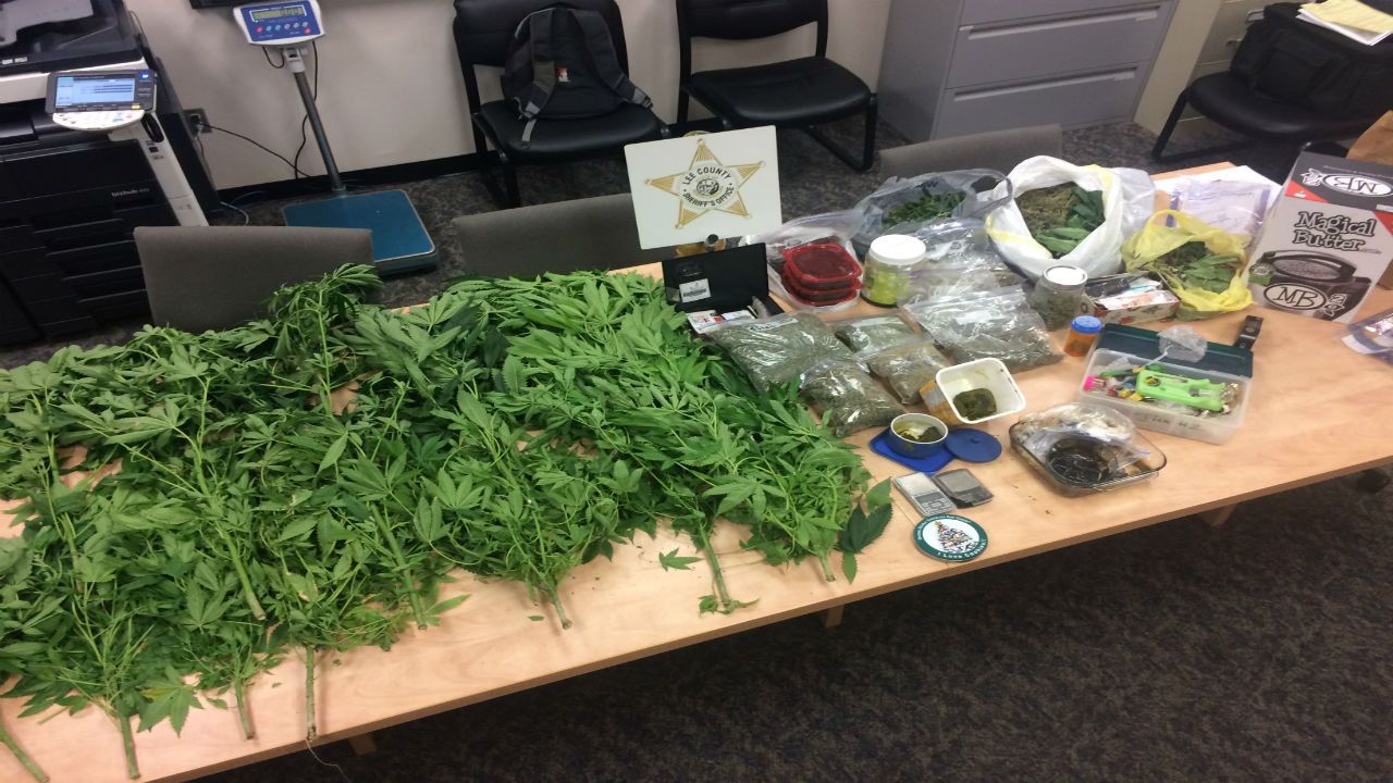 Everything seized in marijuana bust