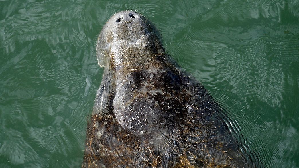 Wildlife advocates sound alarm on upcoming change to the Endangered Species Act