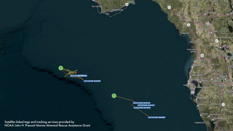 Tracking devices have been used to monitor the five beached whales found last week. (Map from Clearwater Marine Aquarium)