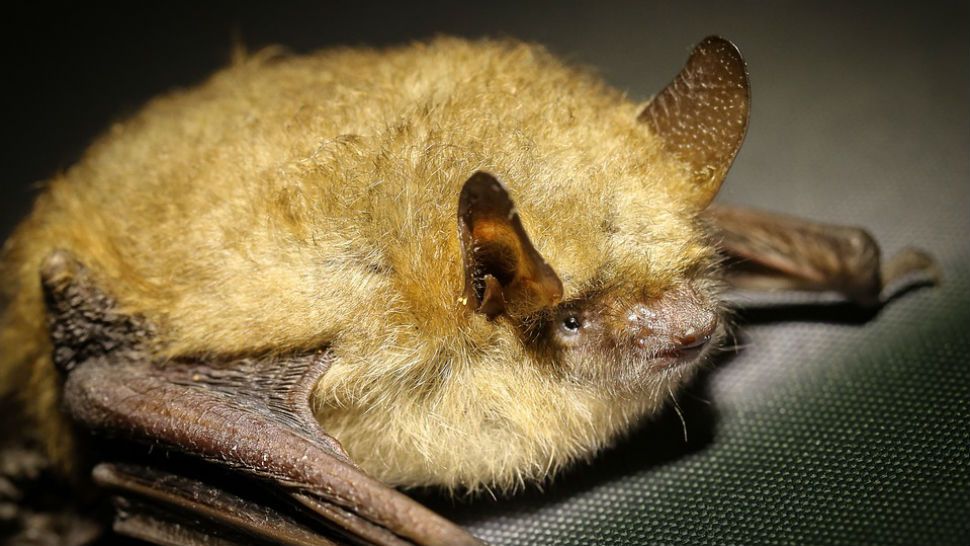 FILE photo of a big brown bat native to Texas. 