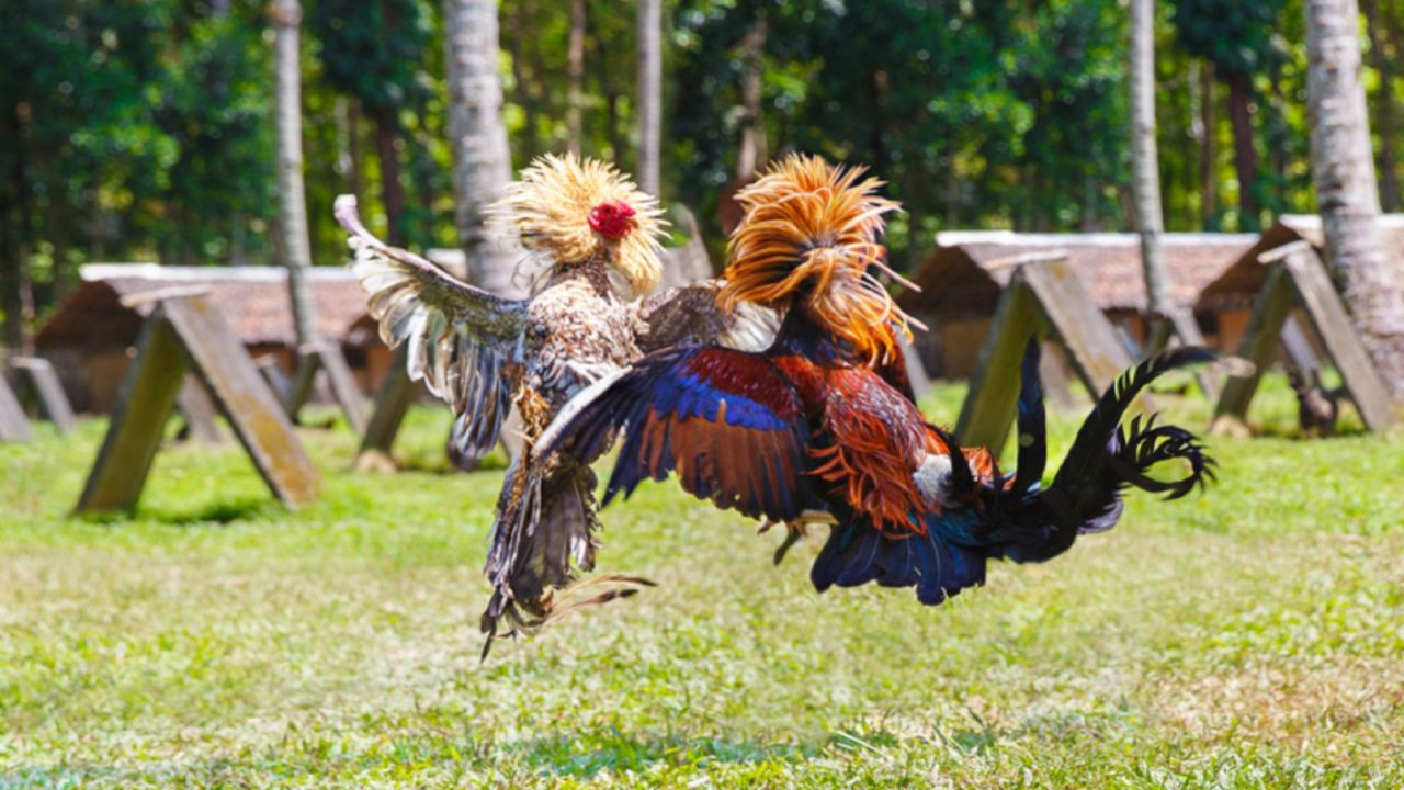 Kentucky State Police arrest several in crackdown on illegal cockfighting