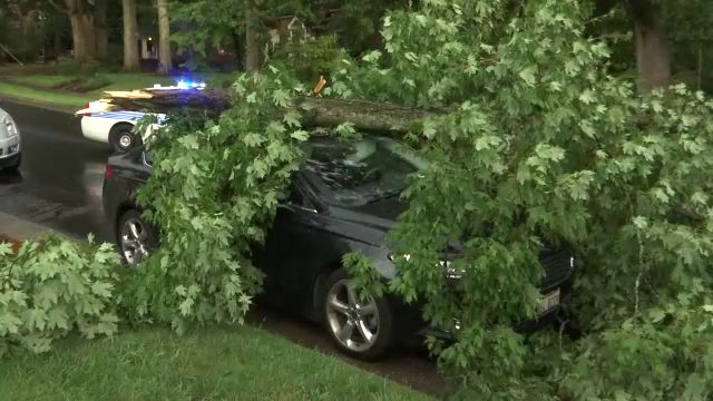 downed tree