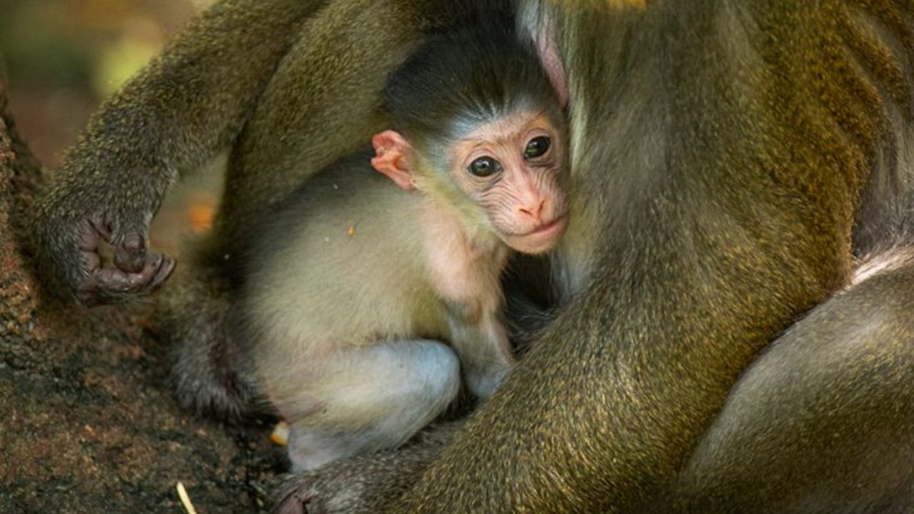 A baby mandrill named Olive was born last month at Disney's Animal Kingdom. (Courtesy of Disney Parks)