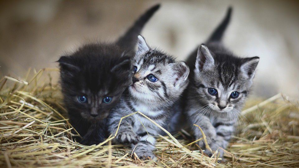 Photo of three kittens (Pixabay)