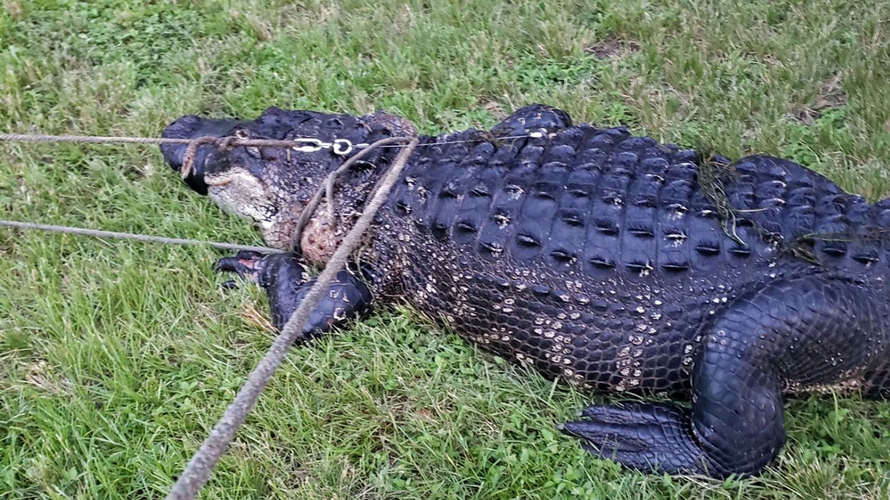 Florida Fish and Wildlife Conservation Commission hired a trapper to capture the gator that attacked and killed a woman’s dog Thursday morning. The trapper says the gator is 11-feet-3 inches long and weighs approximately 400 pounds. (Courtesy of FWC)