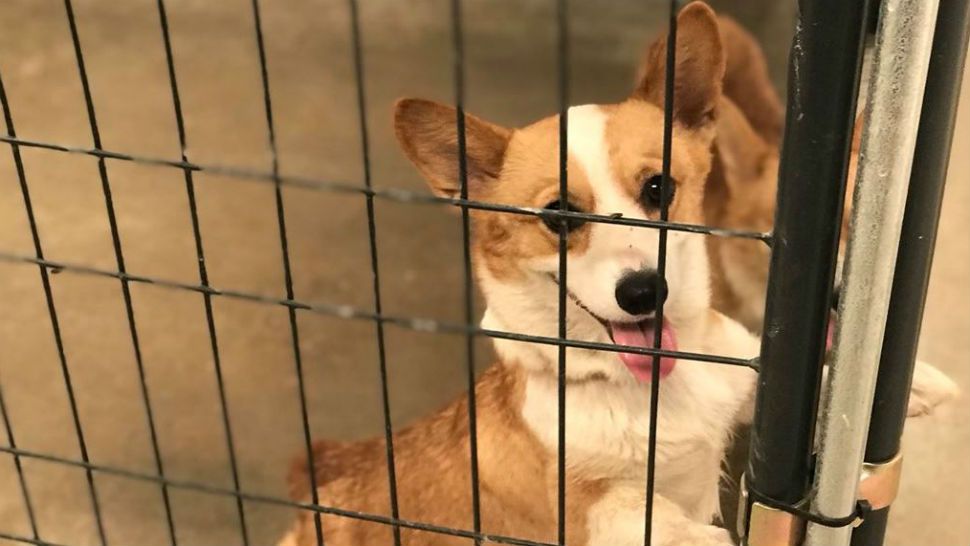 One of the corgis seized during the July 25 animal seizure in Williamson County. (Image/Reena Diamante)