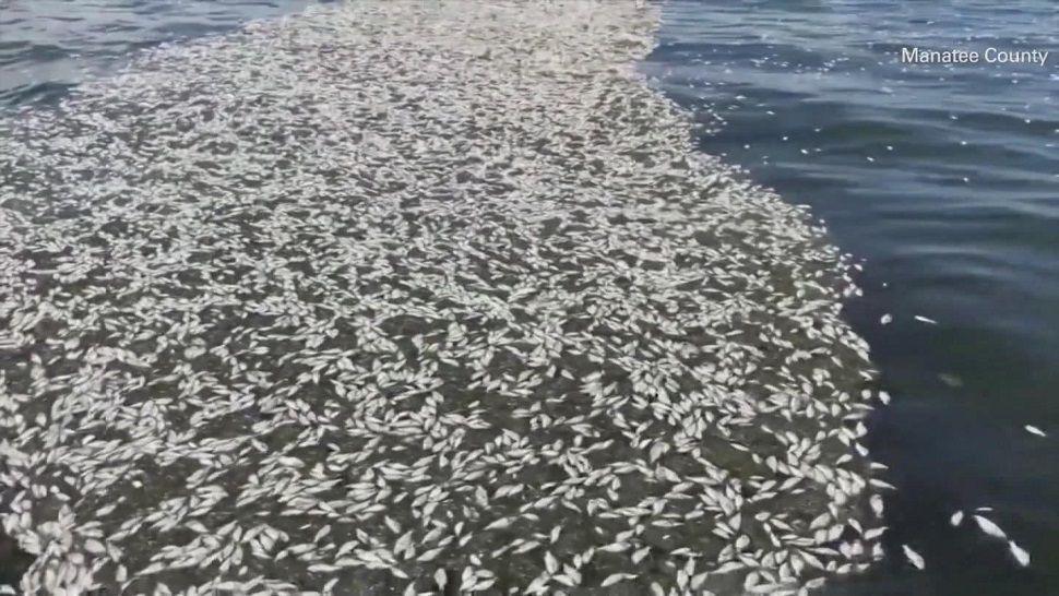 Residents along the Bay have been dealing with red tide issues at the beach for weeks. (File photo/Trevor Pettiford, Spectrum Bay News 9)