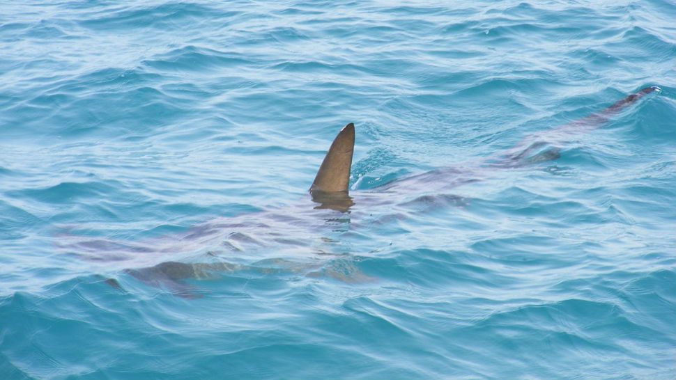 FILE photo of shark. 
