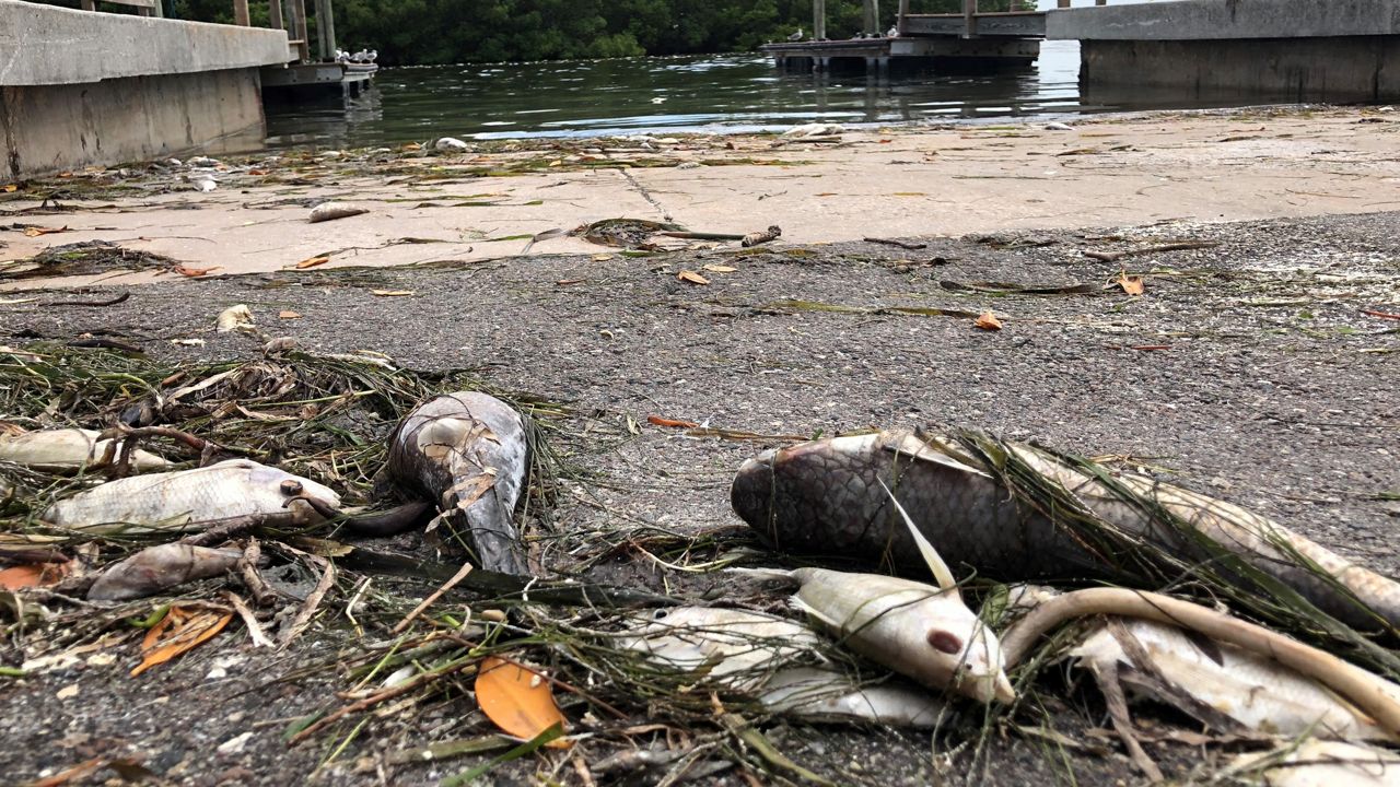 "What they're trying to do is stop new septic tanks from being built near the lagoon unless they are efficient at removing nitrogen," explained John Windsor of the Save Our Indian River Lagoon Citizen Oversight Committee. (File photo of file kill)