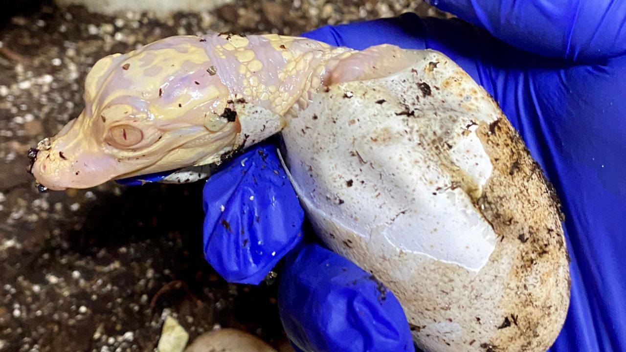 Four albino alligators recently hatched at Wild Florida, the attraction announced. (Courtesy of Wild Florida)
