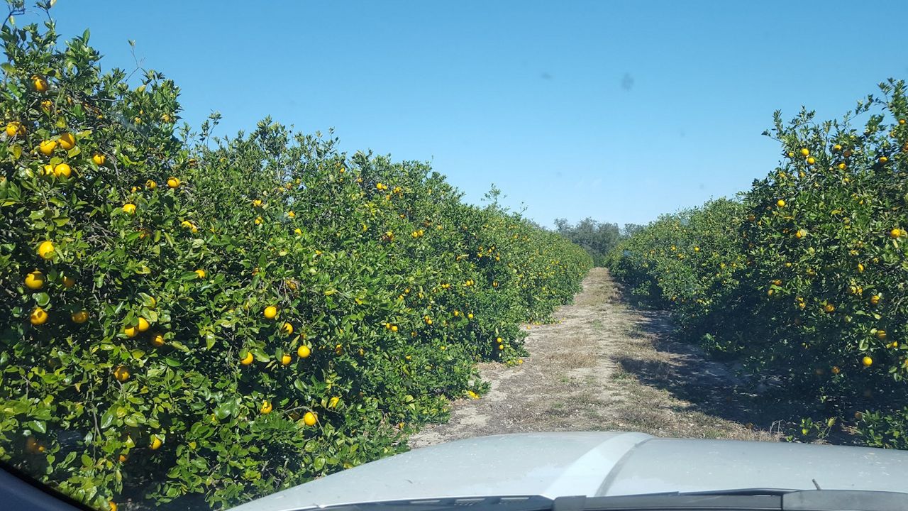 Florida citrus production on rise this season; Polk County growers cite reasons