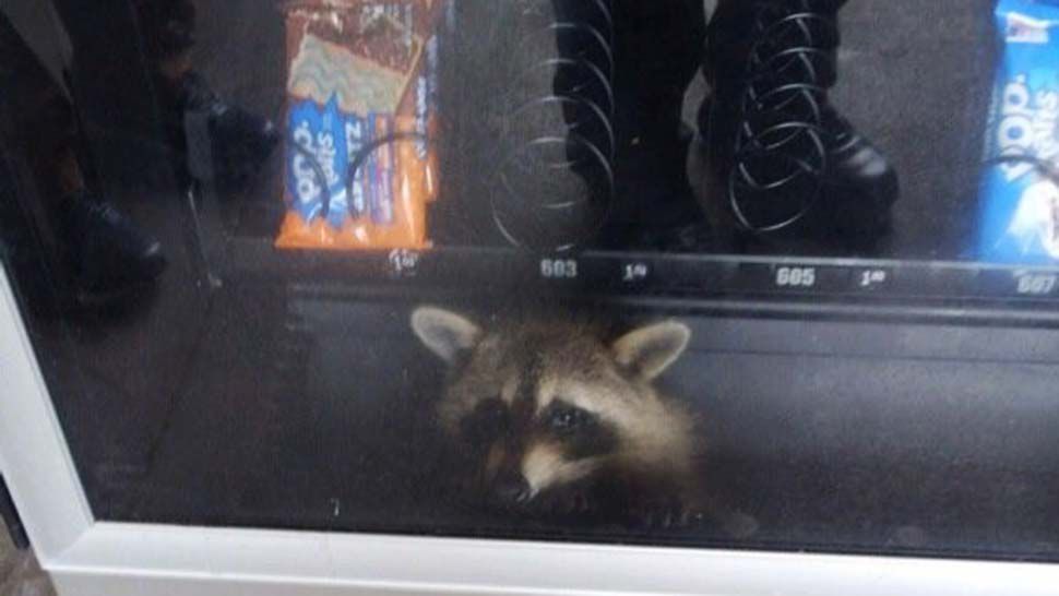 A raccoon was spotted inside a vending machine at Pine Ridge High School in Deltona. (Courtesy of the Volusia County Sheriff's Office)