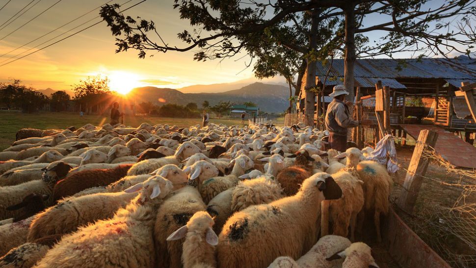 FILE photo of a farmer herding sheep at a ranch. 
