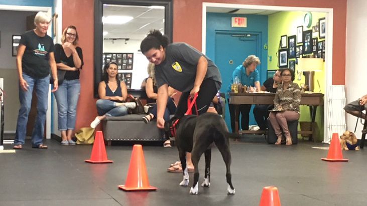 Seminole County Animals Services matches high school students with its shelter dogs -- to train them -- for a program called “BFF 100." (Jeff Allen, staff)