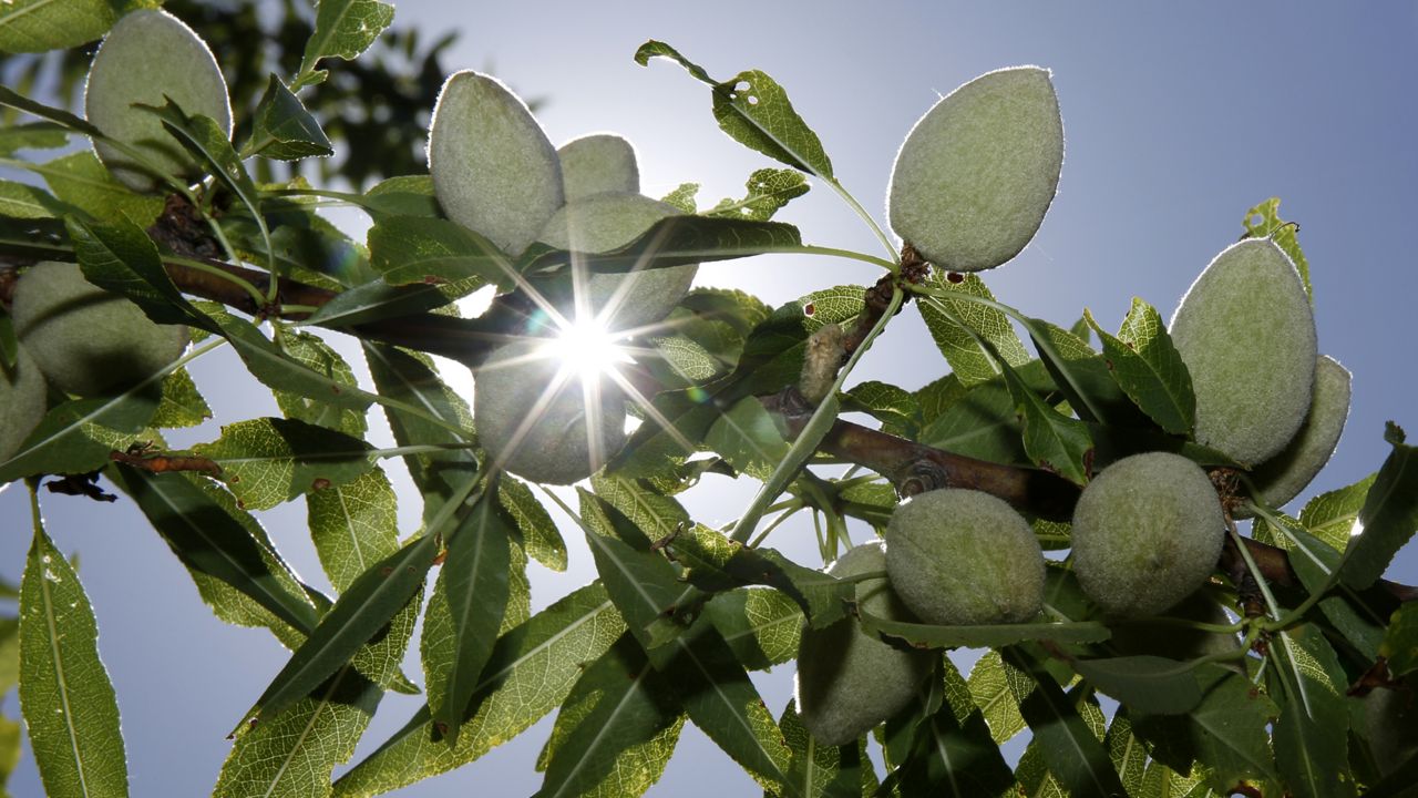 The sun peaks past almonds growing on the branches of an almond tree in Modesto, Calif. on June 21, 2019. (AP Photo/Rich Pedroncelli)