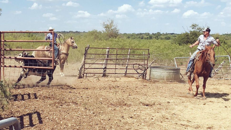A young bull was lassoed in by Williamson County deputies after he was found wandering near Georgetown. (Courtesy: @WilCoSheriffPIO)