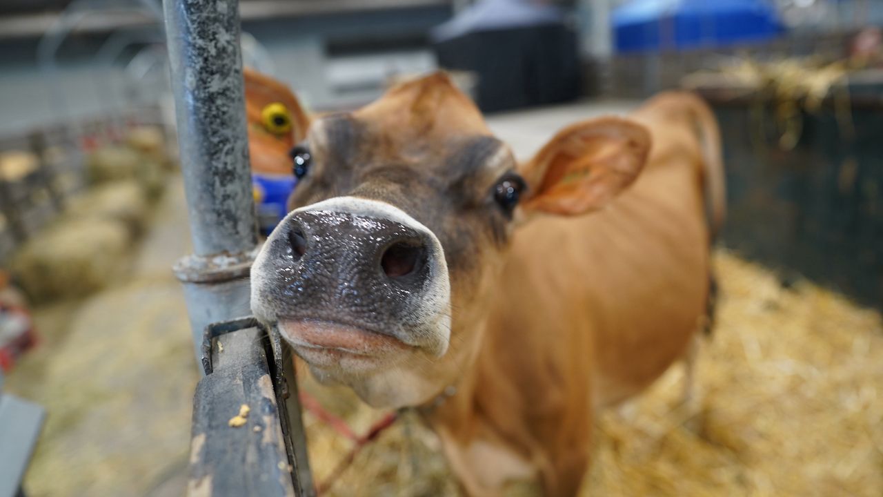 Windsor Fair kicks is underway