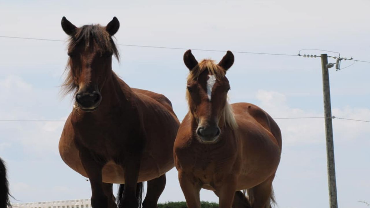 Corolla Wild Horse Euthanized on NC Coast