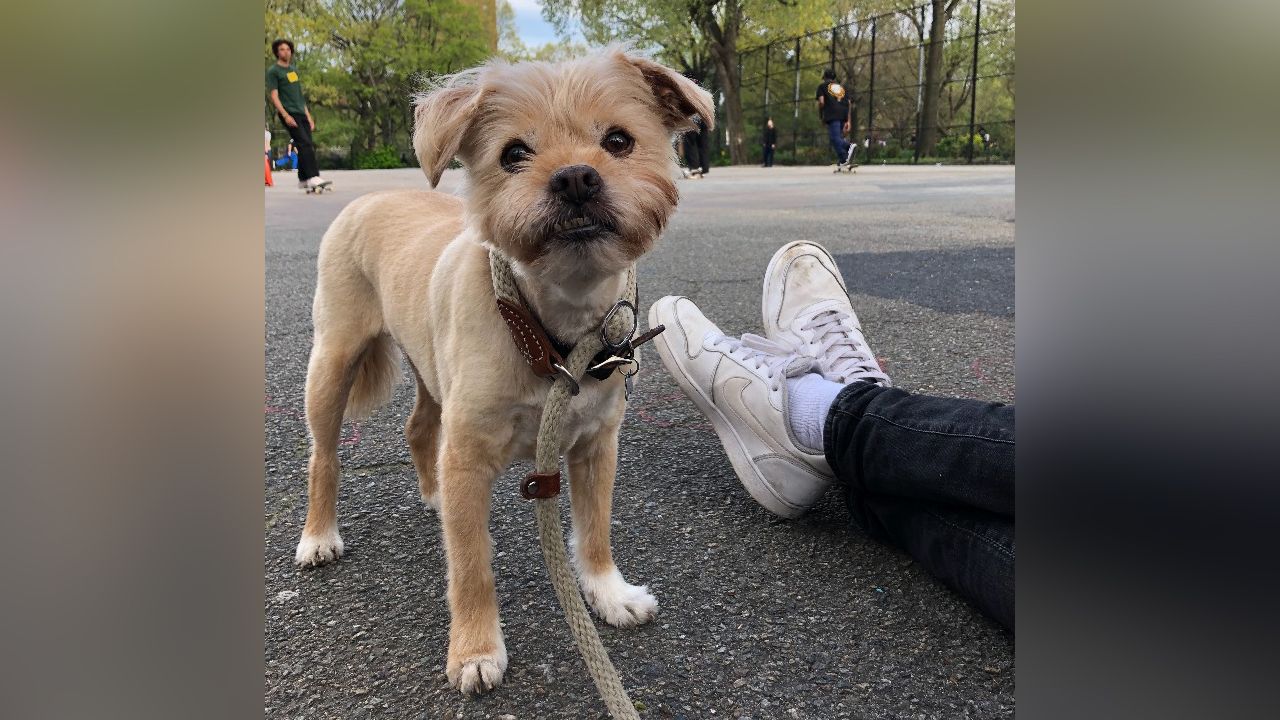 Brooklynite Seeks Help Finding Dog Stolen Outside Market